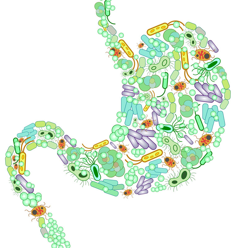 gut microbiome cartoon