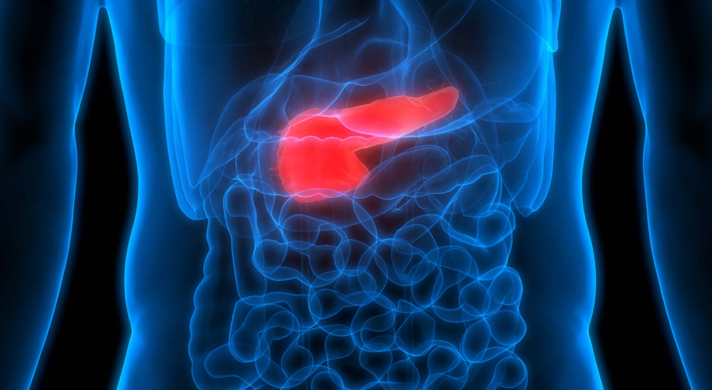 Pancreas in human body 