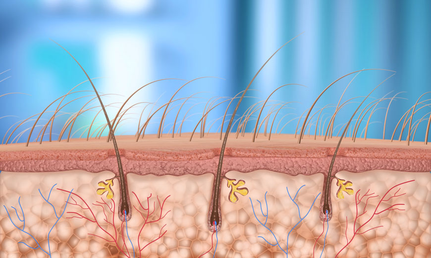 Illustration of a hair follicle 