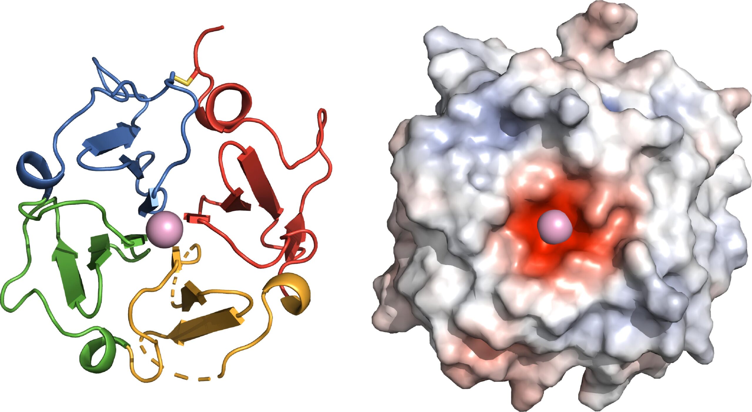 Left: The functional site of Vitronectin is shaped as a four-bladed propeller, yielding new insights into its function in the body.​​​ Right: A negatively charged center (red) allows Vitronectin to clasp a positively charged calcium atom. ©SBP