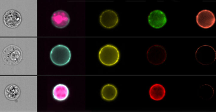 La Jolla Imaging Flow Cytometry Symposium 2019 image