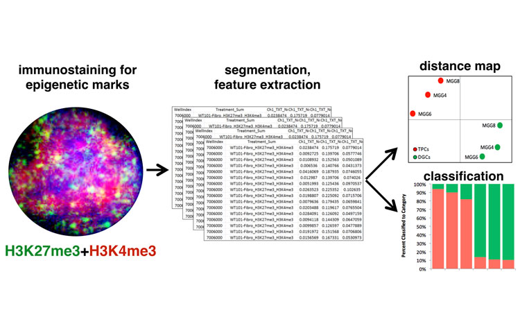 Epigenetics