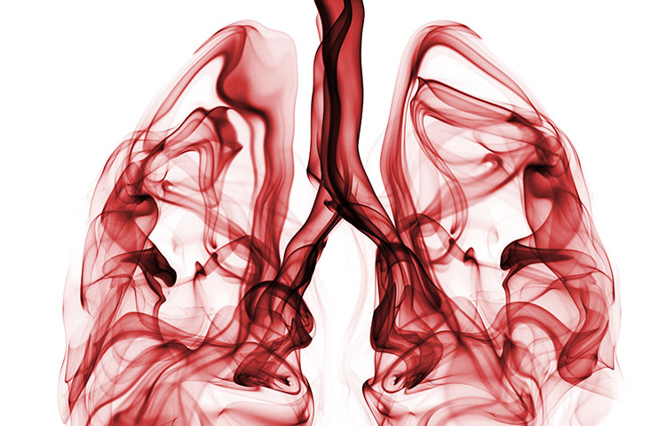 human lungs