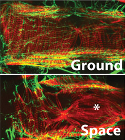 space fly heart compared to ground control fly heart