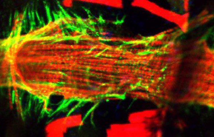 drosophila heart after space travel