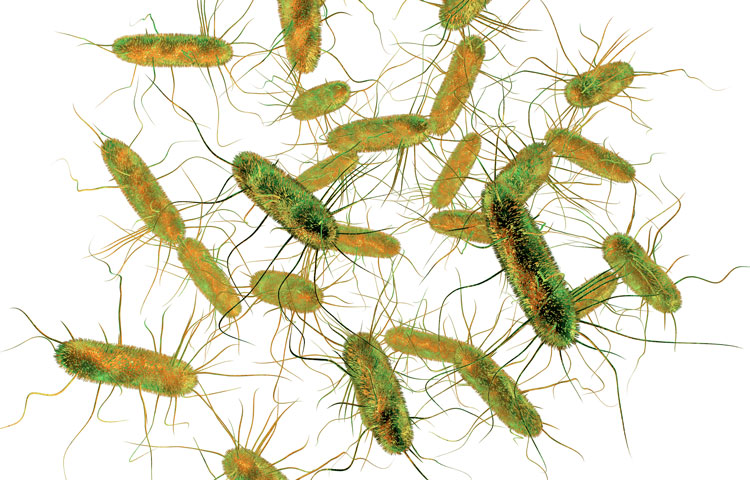 almonella bacteria, 3D illustration