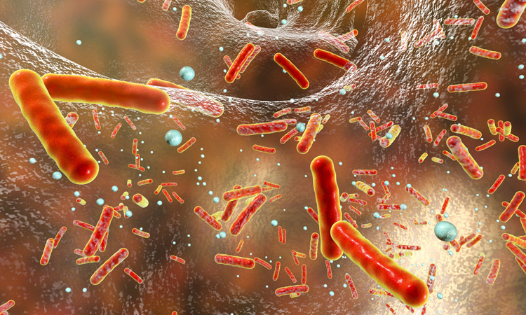 Brown and orange illustration of different shapes of bacteria