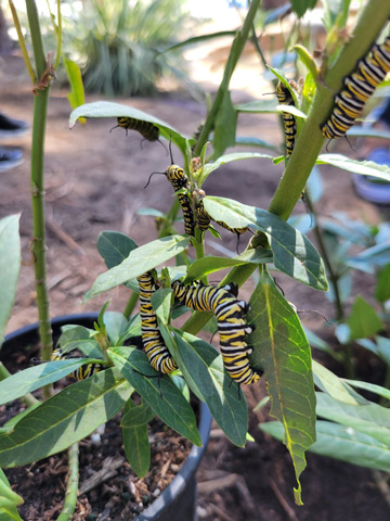 Monarch caterpillars feeding on milkweed plats