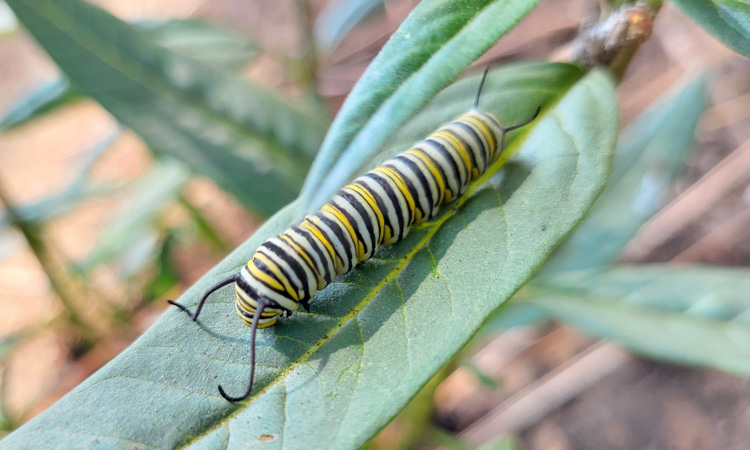 Monarch caterpillar