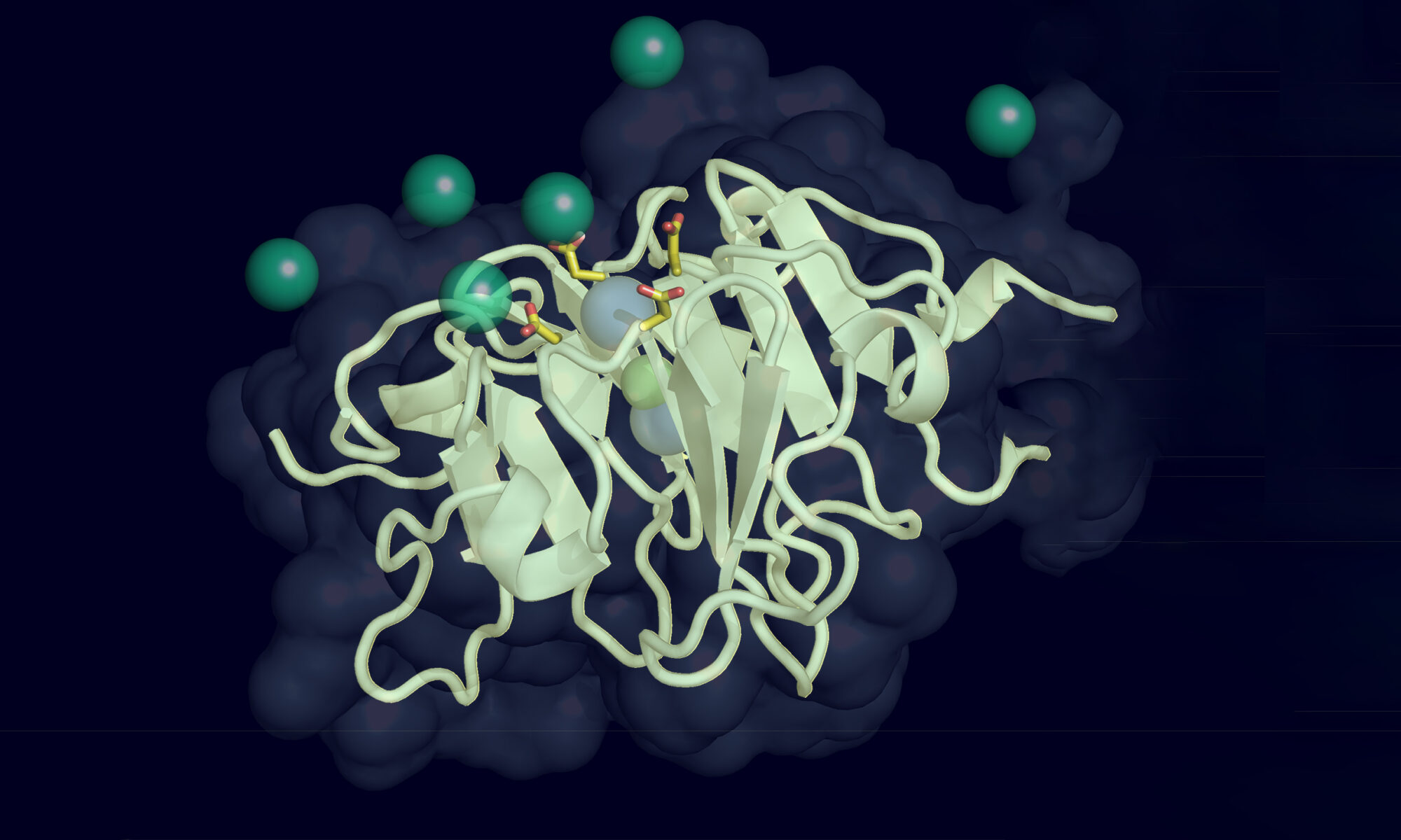 Vitronectin protein illustration