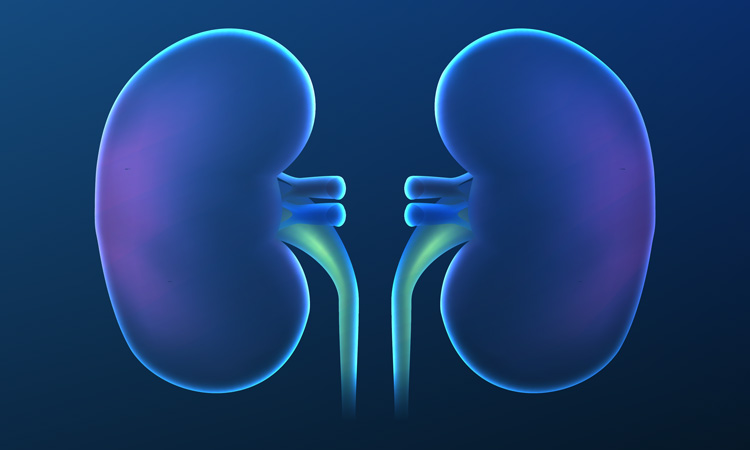 Vector graphic of kidneys, purple and teal against a dark blue background