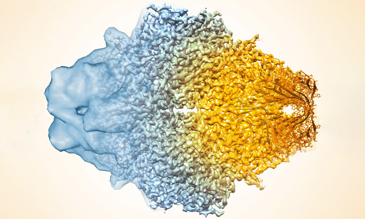 In this composite image of the enzyme beta-galactosidase, the steady and dramatic improvement of resolution in cryo-electron microscopy can be seen, with older images on the left and more recent ones on the right. Source: Veronica Falconieri, National Cancer Institute, NIH Director’s Blog