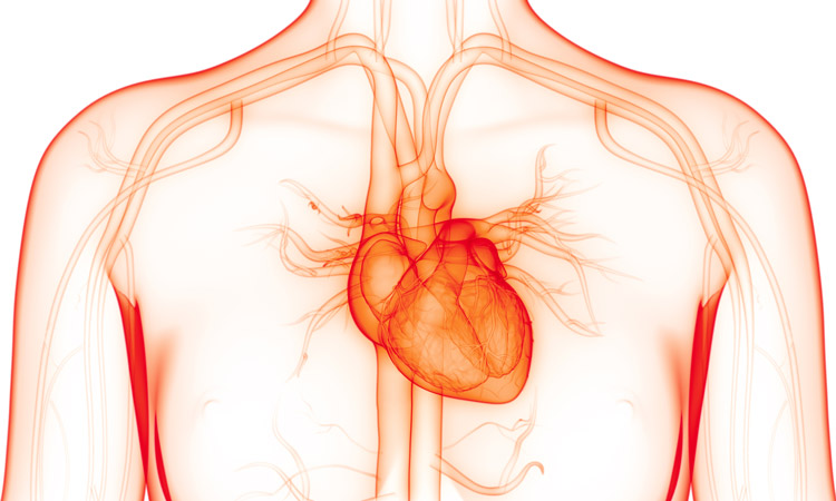 3D Human Circulatory System Heart Anatomy