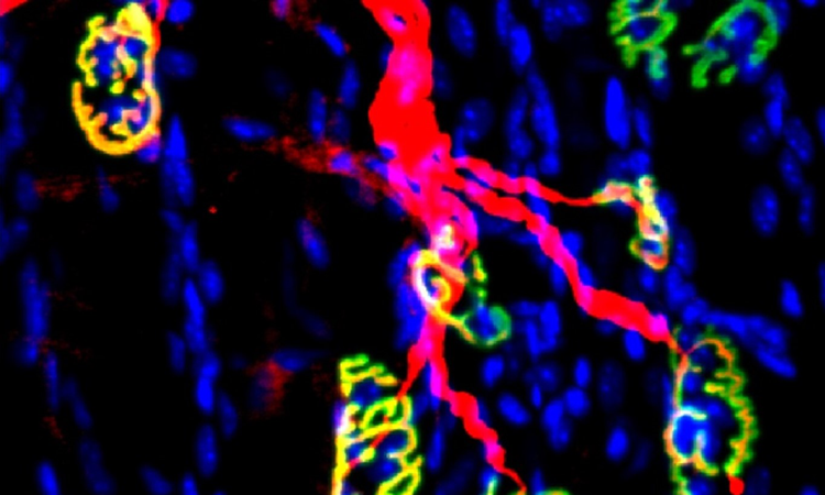 Mouse neuromuscular junctions: the motor nerve and synapses are in red; the acetylcholine receptors of muscle fibers are in green.  Image credit: Blau lab, Stanford University School of Medicine