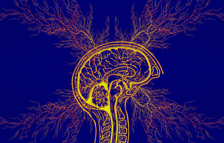 illustration of brain and skull with blue background