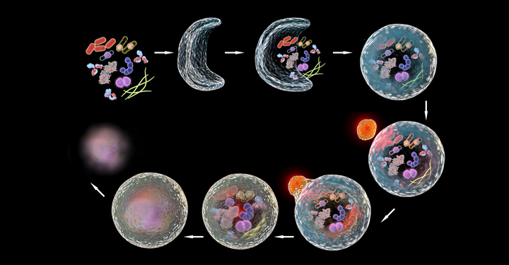 3D illustration Mechanism of cellular authophagy, illustration for Nobel Prize Award in Medicine 2016