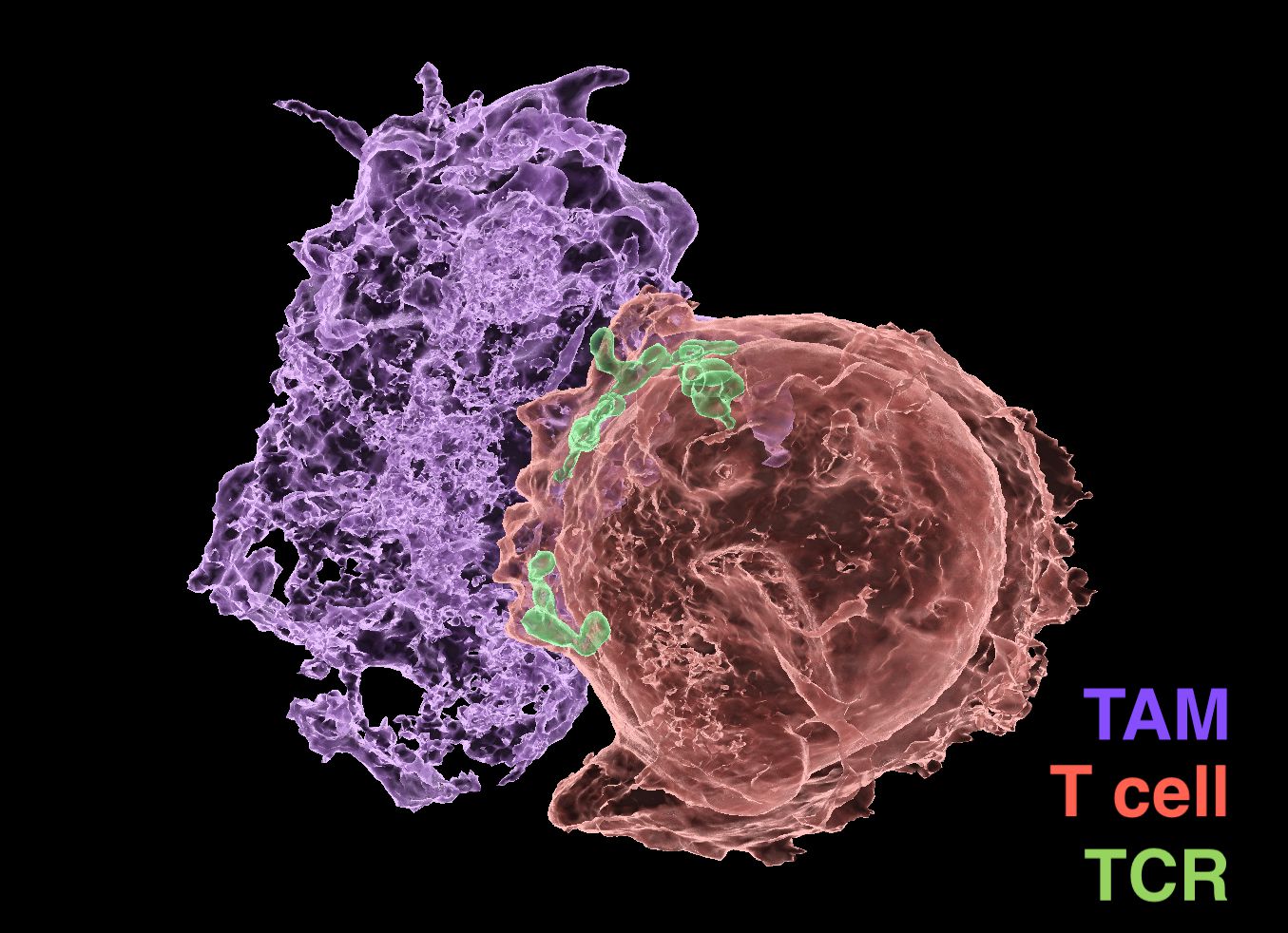 colorized micrograph, immune cells called macrophages (purple) and T cells (red) isolated from a live mouse tumor interact through the T cell receptor (green). Image courtesy of Kelly Kersten, Sanford Burnham Prebys.