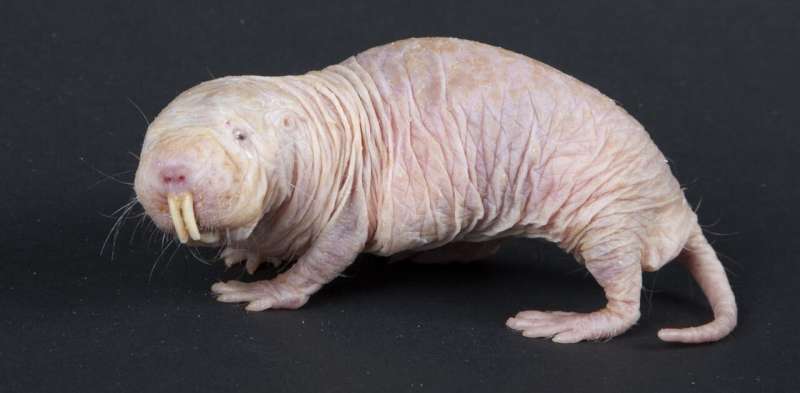 naked mole rat photo, credit of the Smithsonian