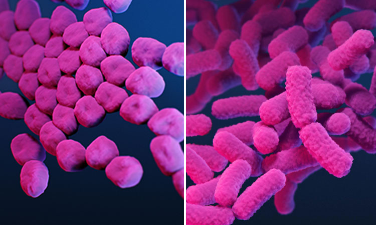 Artist renderings depict a pair of familiar and problematic bacterial pathogens: Escherichia coli (left) and Acinetobacter baumannii. Images courtesy of the Centers for Disease Control.