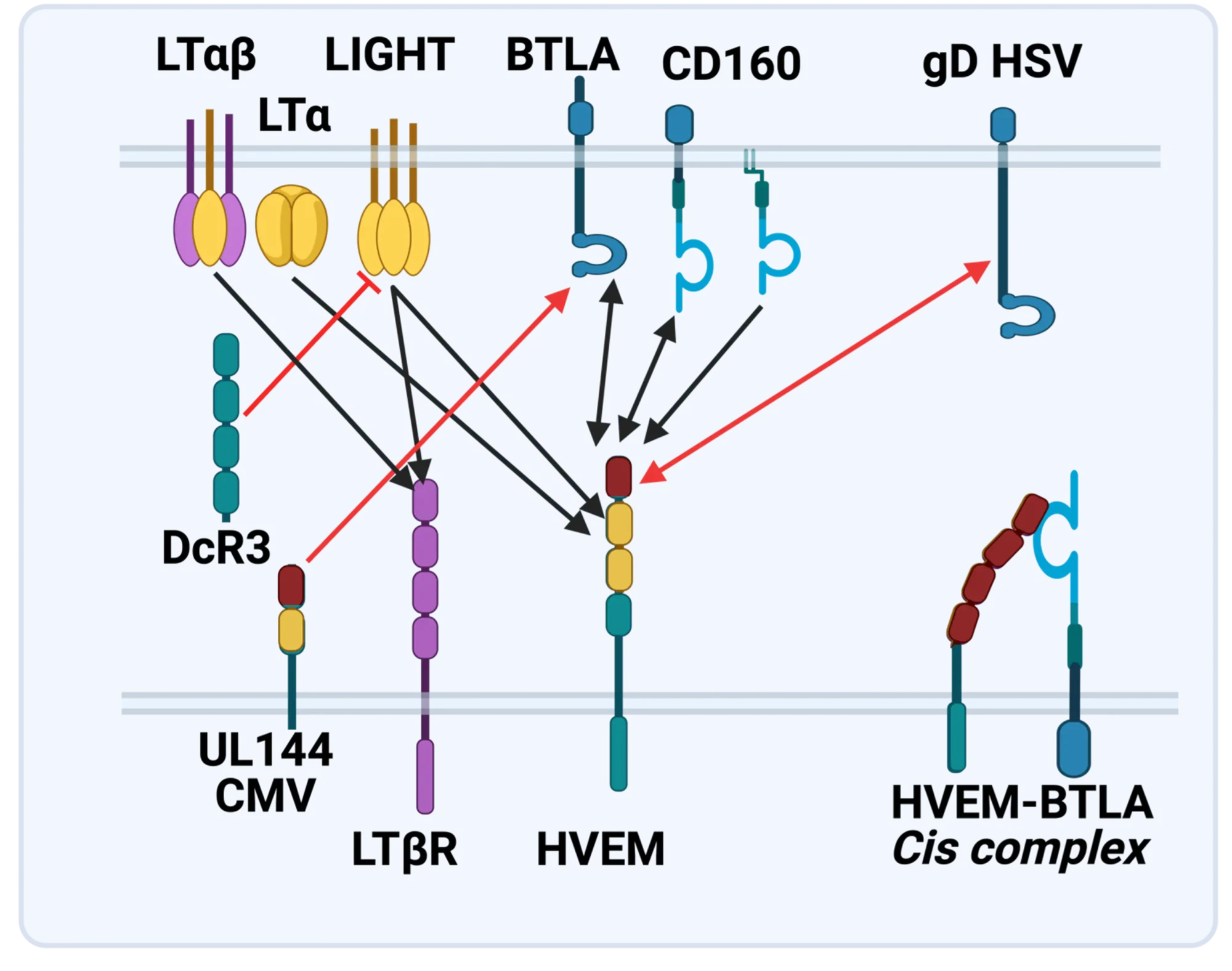 LTBR-HVEM-BTLA Network in the TNF Superfamilies