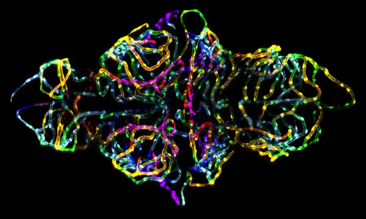 confocal microscope image of zebrafish brain