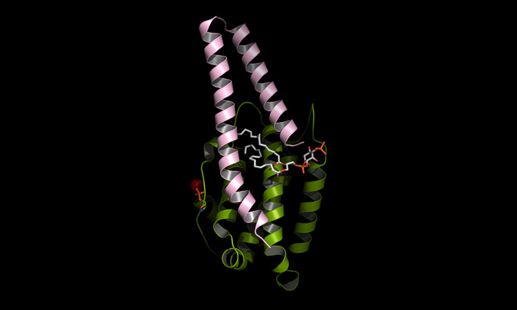 Scientists used AlphaFold 2 to simulate docking between a component of the hippo pathway and a cell membrane lipid