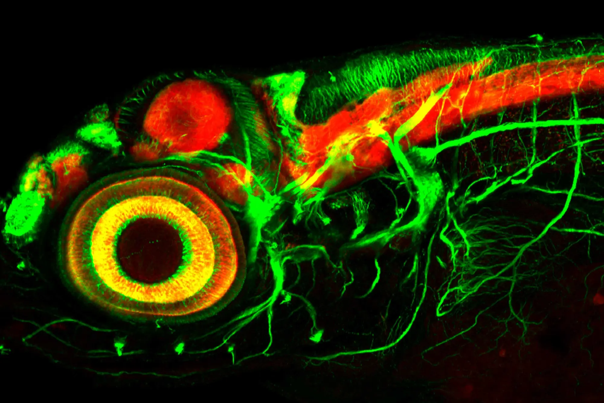 zebrafish larva