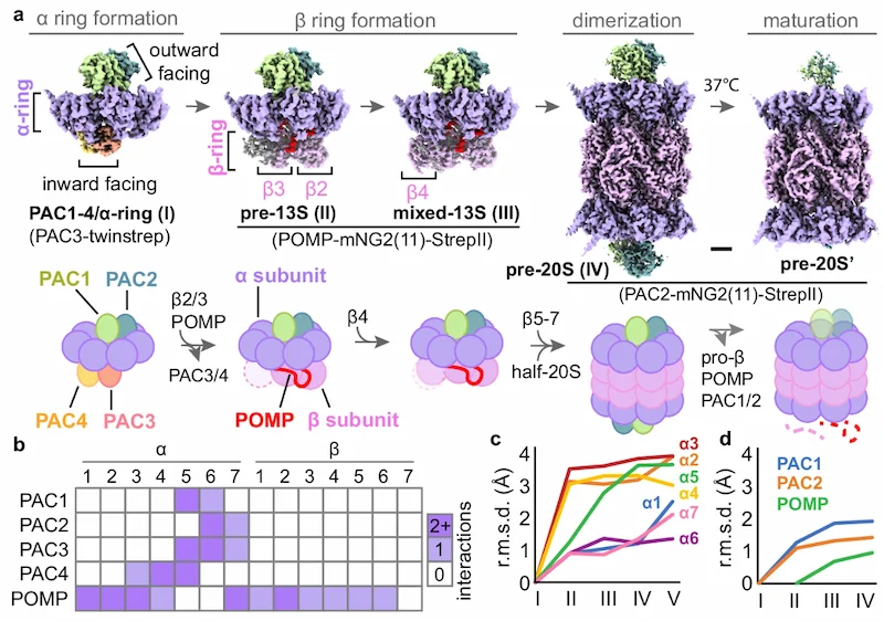 figure discussing several stages in the formation of the 20S proteasome