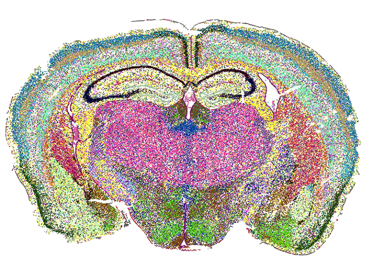 MERFISH spatial-transcriptomics technique 