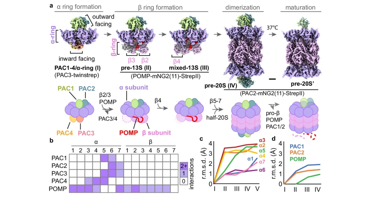 20S proteasome