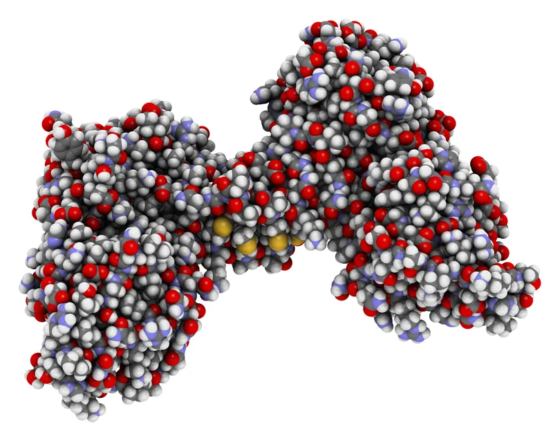 molecular structure of dystrophin. Courtesy of Shutterstock