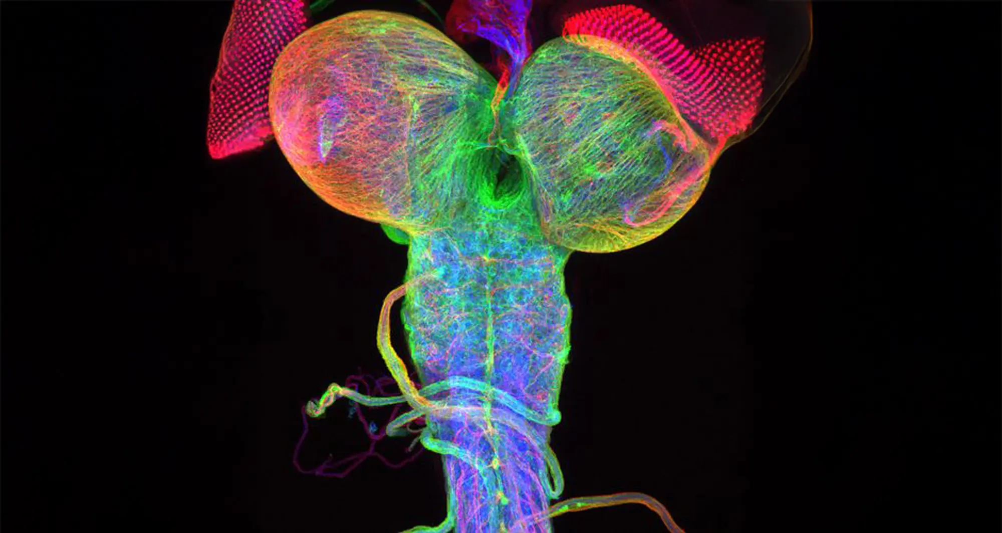 Beta-tubulin expression of a Drosophila (fruit fly) third instar larval brain, with attached eye imaginal discs