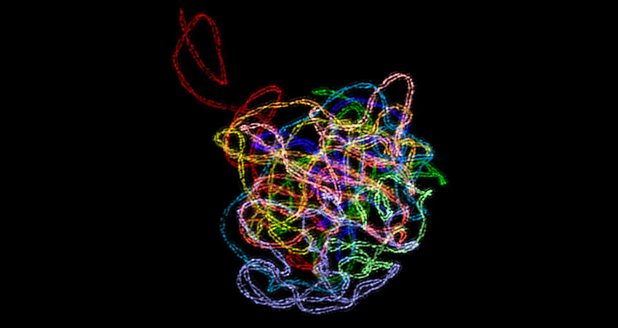 synaptonemal complex, courtesy of Chung-Ju-Rachel Wang and Bioscapes