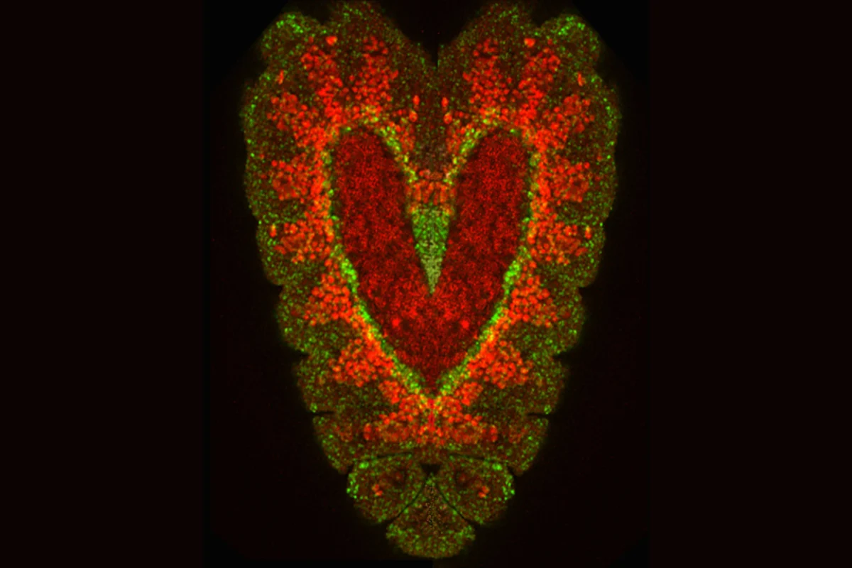 Two embryos of the Drosophila fruit fly labeled with fluorescent dyes and overlapped in a composite image to form a heart shape. The interior cells labeled in green are destined to become myocytes—the muscle cells of the heart. Image courtesy of Susan Klinedinst and Rolf Bodmer.