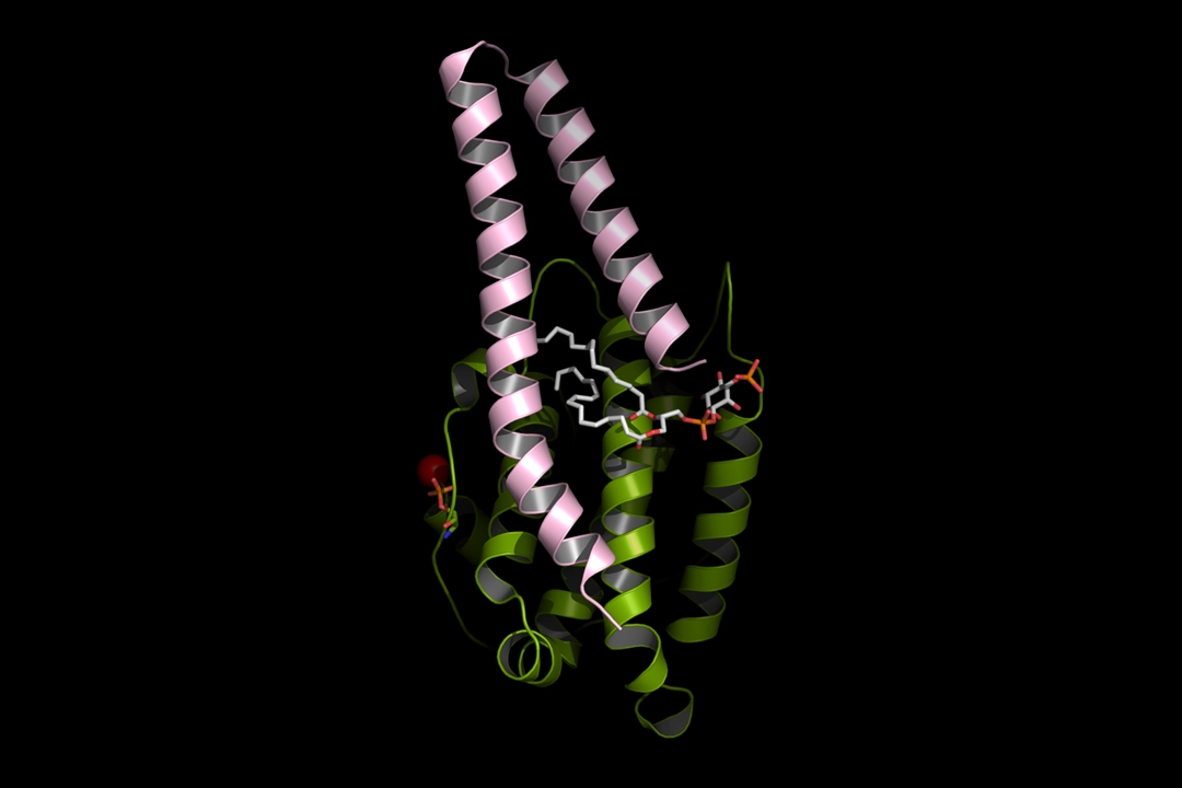 Scientists at Sanford Burnham Prebys used AlphaFold 2 software to simulate docking between a component of the hippo pathway and a cell membrane lipid. The hippo pathway is dysregulated in cancer, but scientists have found it very difficult to develop drugs that directly target it. Targeting the pathway indirectly through a specific cell membrane lipid may lead to new treatments for cancers with abnormal hippo signaling.