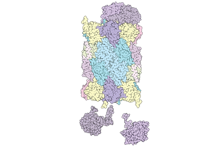 A 3D rendering of a proteasome. An estimated 80% of proteins within the cell are degraded by proteasomes to maintain a healthy balance as new proteins replace those that have fulfilled their function or became misfolded and potentially harmful. Issues with proteasomes can contribute to certain cancers and are associated with age-related diseases, so a better understanding of how these prodigious protein degraders are made may lead to new treatments for many conditions. Image courtesy of Jianhua Zhao.