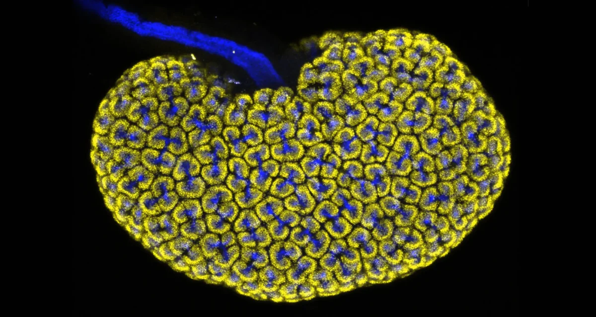 confocal micrograph depicts an embryonic mouse kidney showing the collecting duct (blue) and nephron progenitor (yellow) cells