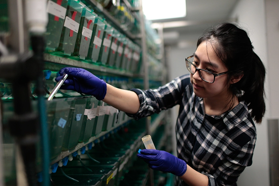 A scientist drawing samples from the aquatic housing of zebrafish. Researchers at Sanford Burnham Prebys use zebrafish to study diseases such as the liver condition called Alagille syndrome because these fish are vertebrates with similar organ development to humans. Zebrafish enable scientists to use experimental approaches that aren’t possible with other disease models.