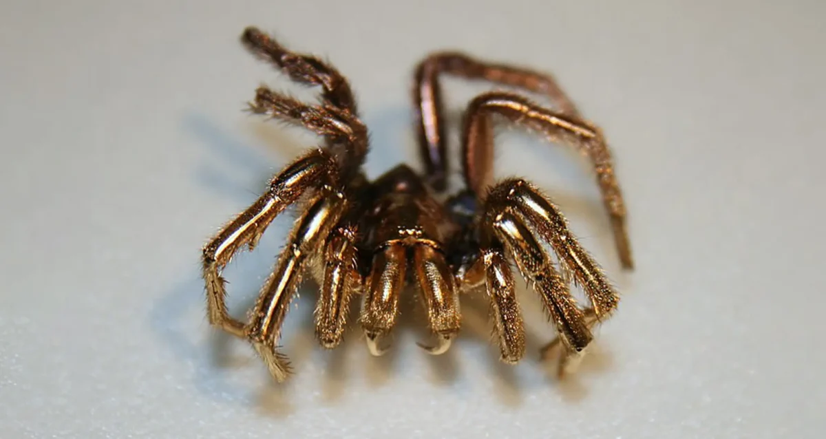 spider coated in gold