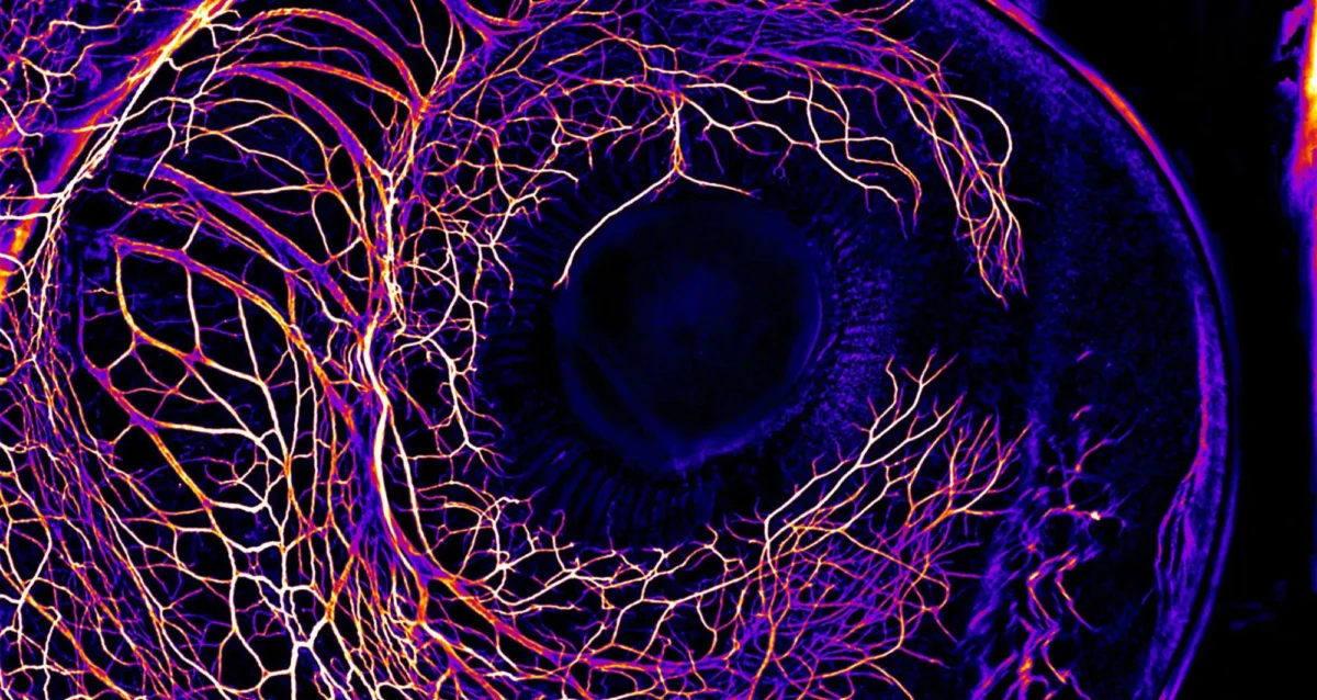 developing nervous system in the eye of a 7-day-old chick embryo