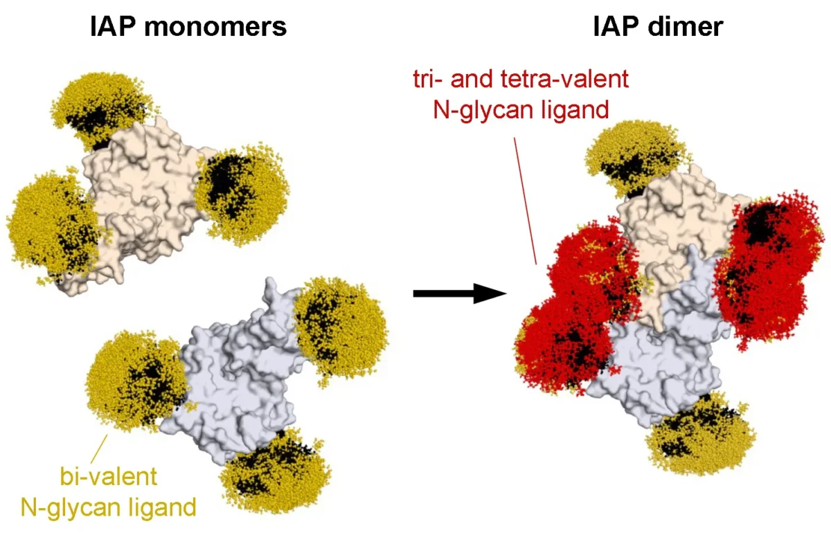 Marth figure of glycoforms on intestinal alkaline phosphatase (IAP), a known Ashwell-Morell receptor ligand