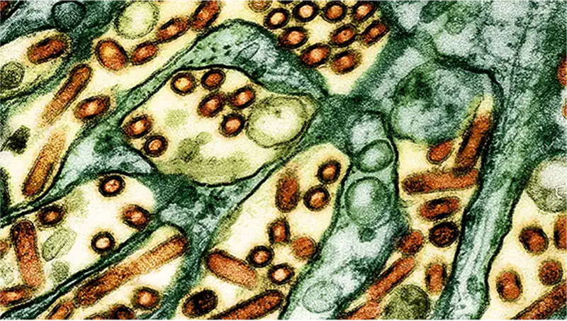 H5N1 avian influenza virus particles