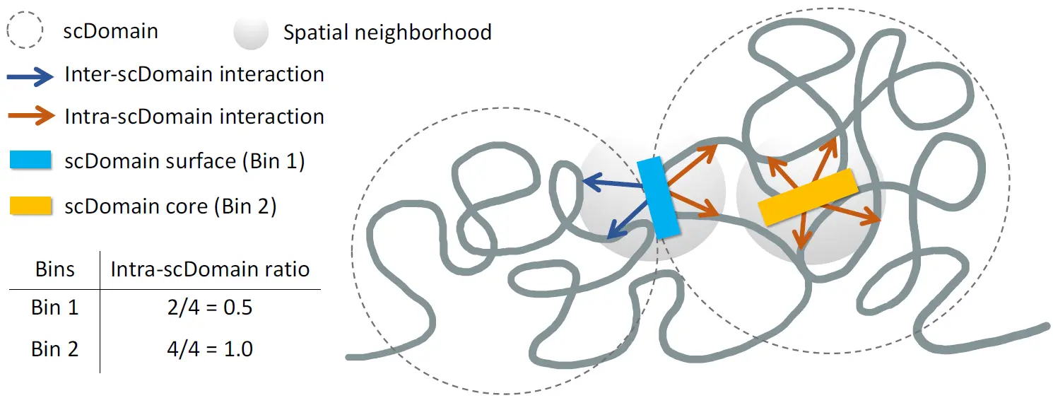 This schematic figure shows how the proportions of interactions in TAD-like domains in individual single cells (scDomains) are related to the location of a genomic locus relative to the 3D structure of its scDomain. Image credit: Kelly Yichen Li, PhD, and Kevin Yip, PhD, Sanford Burnham Prebys.
