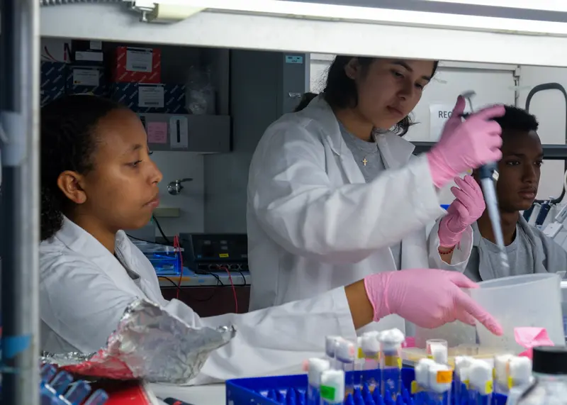 Preuss Interns conducting experiment using fruit flies, pipetting in the lab