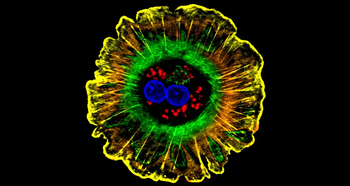 Hepatocytes or liver cells. Image courtesy of Donna Beer Stolz, University of Pittsburgh.