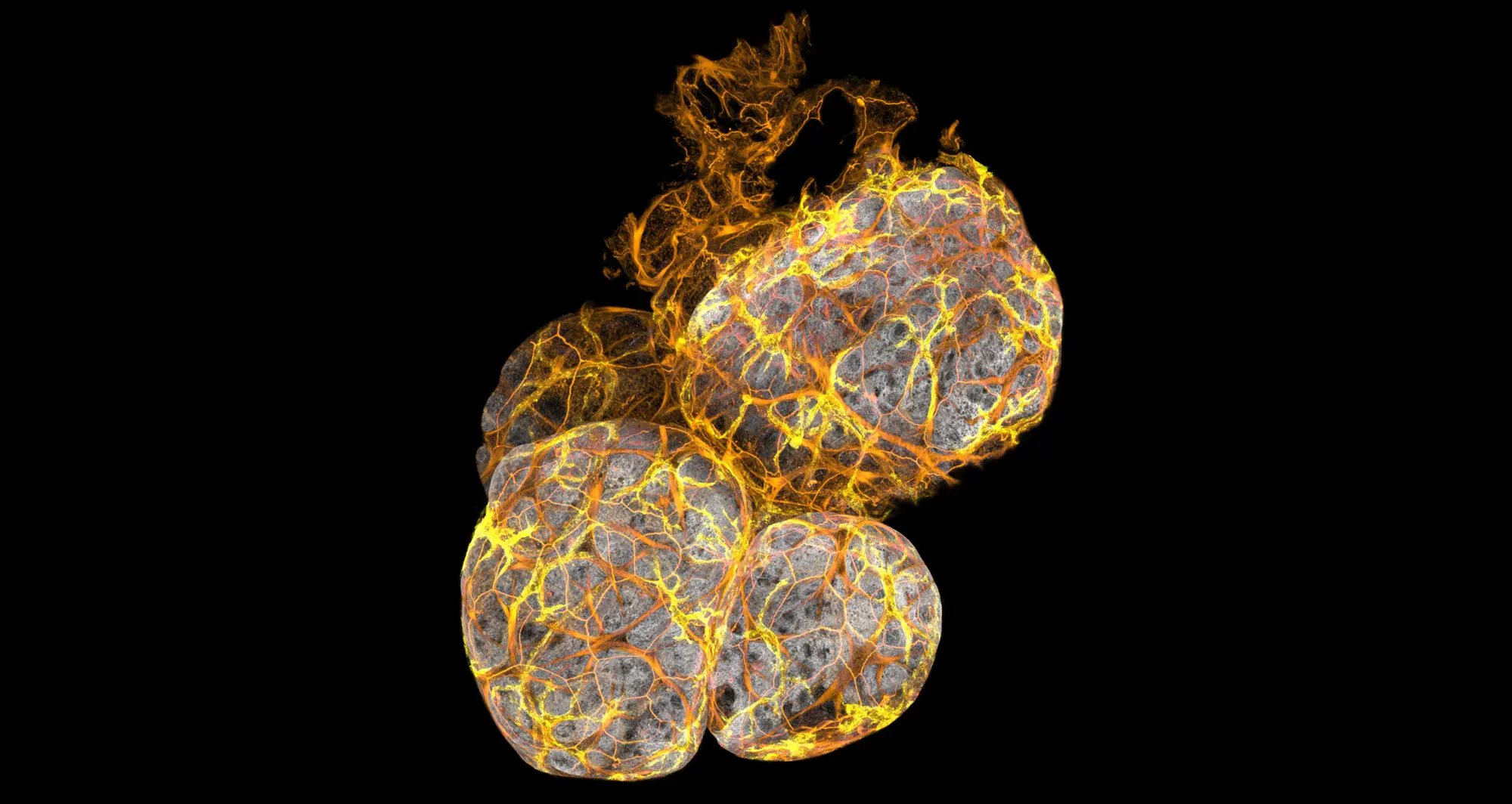 Mammary gland alveoli. Image courtesy of Caleb Dawson, The Walter and Eliza Hall Institute of Medical Research, Melbourne, Australia.