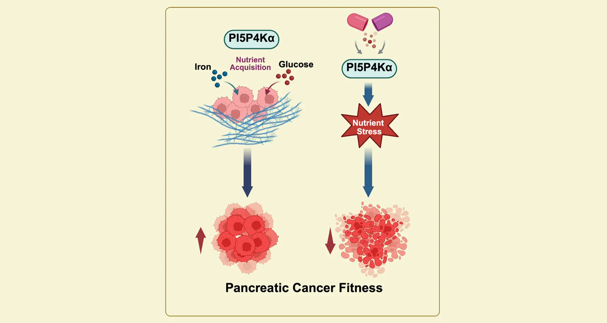PI5P4Kα in pancreatic cancer. Created in https://BioRender.com.