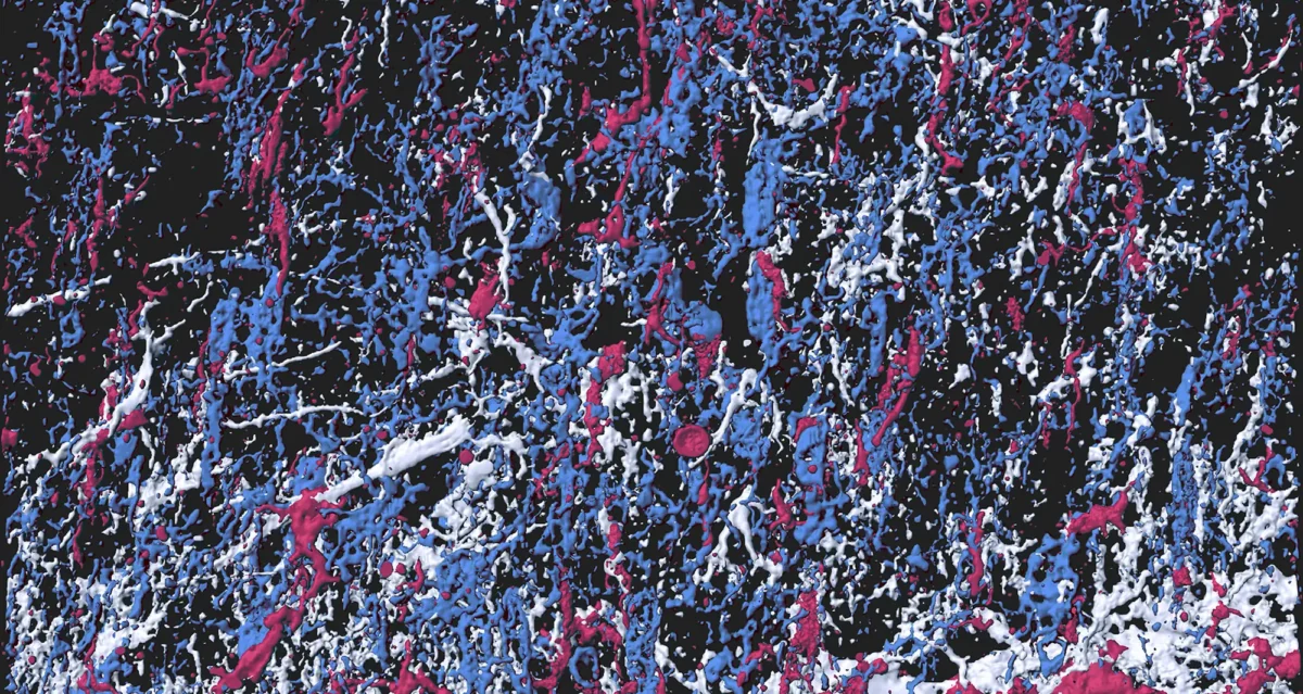 Pollock’s Glia. Image courtesy of Yixun Su.