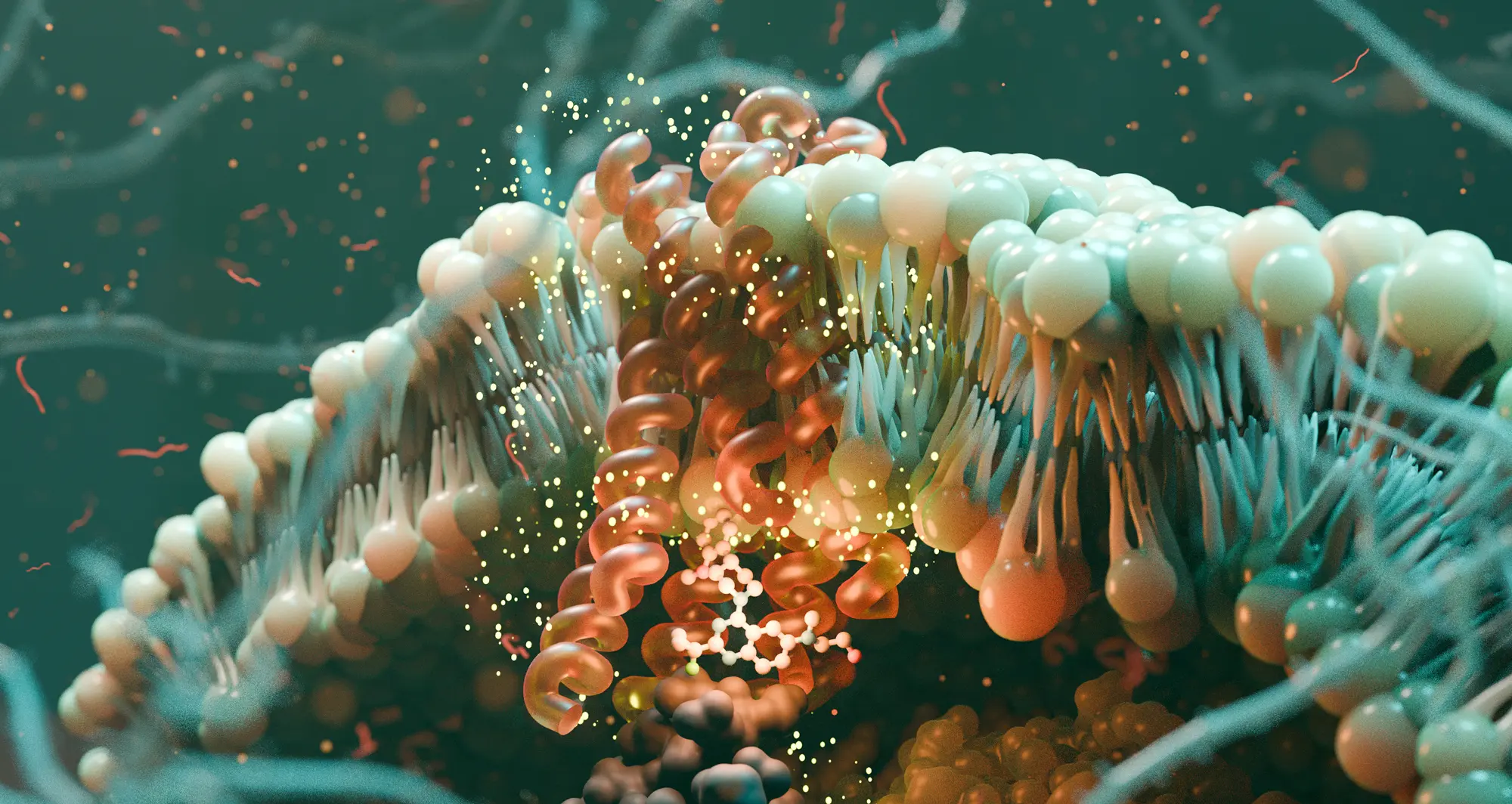 protein animaiton