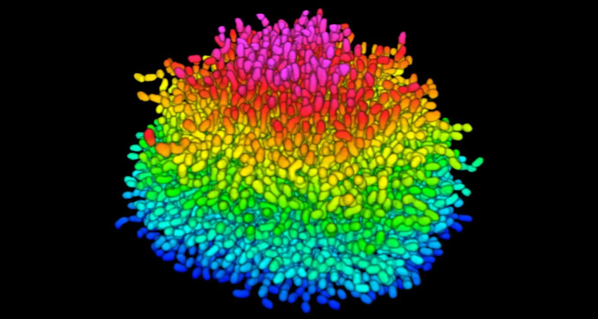 A growing Vibrio cholerae biofilm. Image courtesy of Jing Yan and Bonnie Bassler, Princeton University.